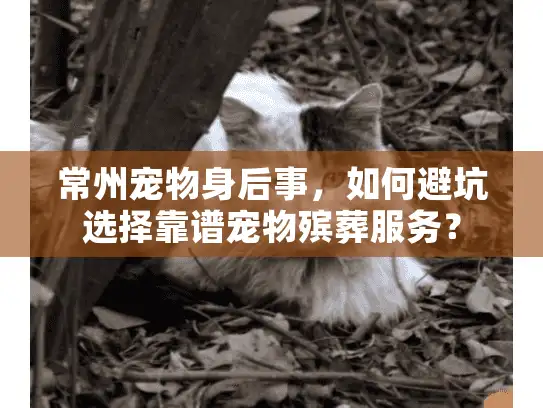 常州宠物身后事，如何避坑选择靠谱宠物殡葬服务？