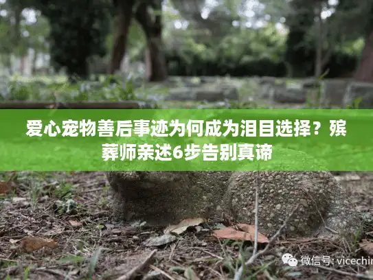 爱心宠物善后事迹为何成为泪目选择？殡葬师亲述6步告别真谛