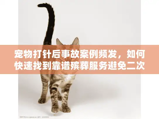 宠物打针后事故案例频发，如何快速找到靠谱殡葬服务避免二次伤害？