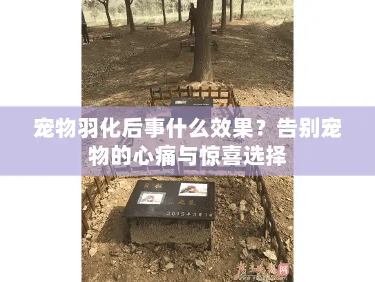 宠物羽化后事什么效果？告别宠物的心痛与惊喜选择