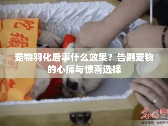 宠物羽化后事什么效果？告别宠物的心痛与惊喜选择