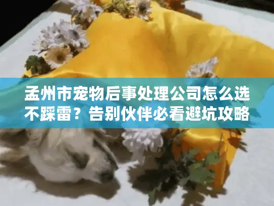 孟州市宠物后事处理公司怎么选不踩雷？告别伙伴必看避坑攻略