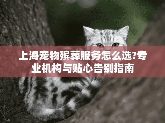 上海宠物殡葬服务怎么选?专业机构与贴心告别指南