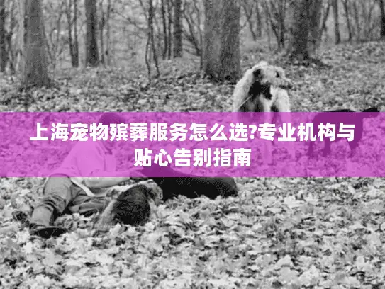 上海宠物殡葬服务怎么选?专业机构与贴心告别指南