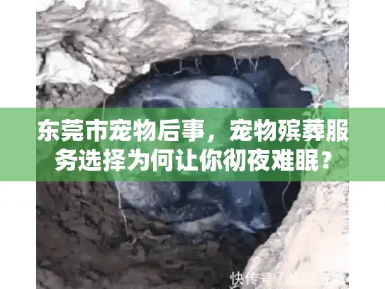 东莞市宠物后事，宠物殡葬服务选择为何让你彻夜难眠？