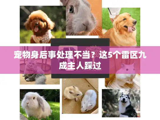 宠物身后事处理不当？这5个雷区九成主人踩过
