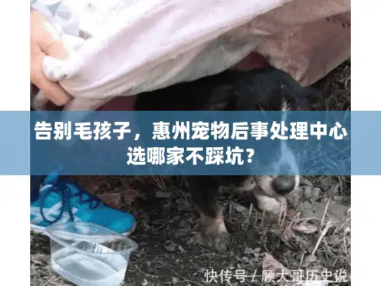 告别毛孩子，惠州宠物后事处理中心选哪家不踩坑？