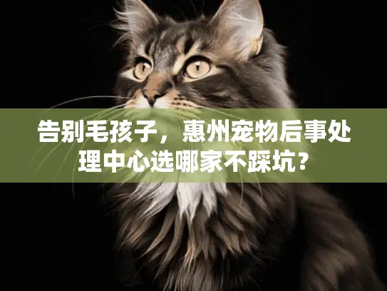 告别毛孩子，惠州宠物后事处理中心选哪家不踩坑？