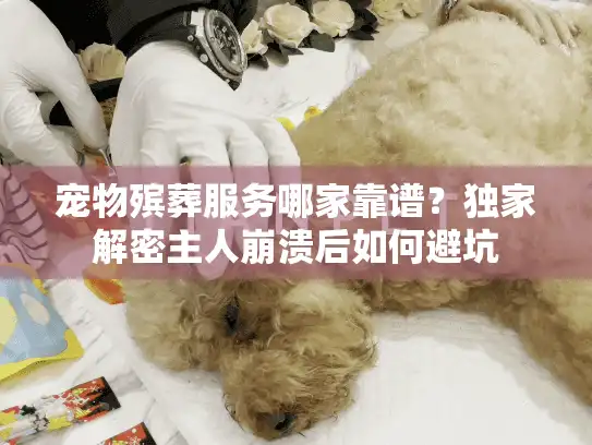 宠物殡葬服务哪家靠谱？独家解密主人崩溃后如何避坑