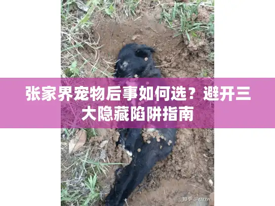 张家界宠物后事如何选？避开三大隐藏陷阱指南