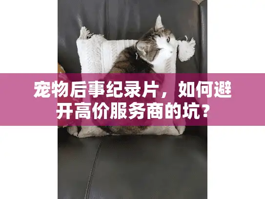 宠物后事纪录片，如何避开高价服务商的坑？