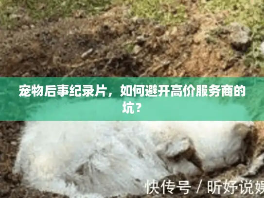 宠物后事纪录片，如何避开高价服务商的坑？