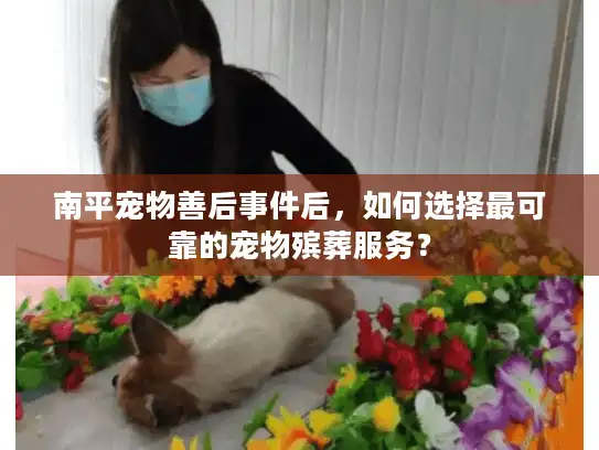 南平宠物善后事件后，如何选择最可靠的宠物殡葬服务？