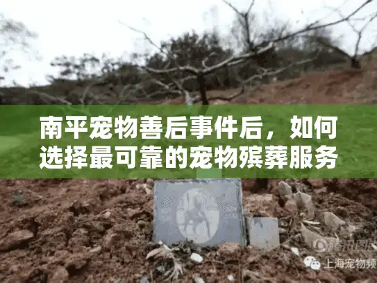 南平宠物善后事件后，如何选择最可靠的宠物殡葬服务？