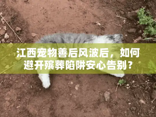 江西宠物善后风波后，如何避开殡葬陷阱安心告别？