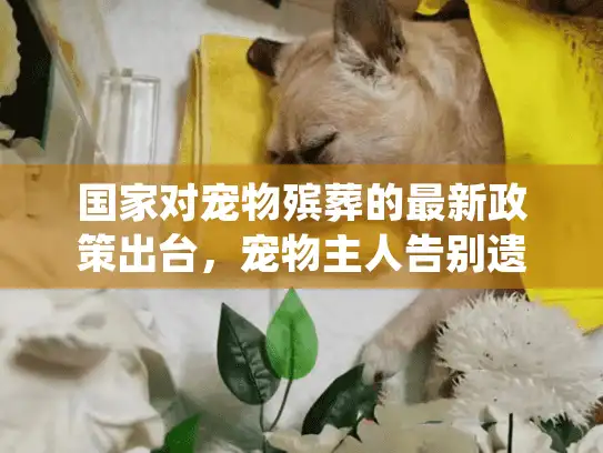 国家对宠物殡葬的最新政策出台，宠物主人告别遗体处理困境的完整指南
