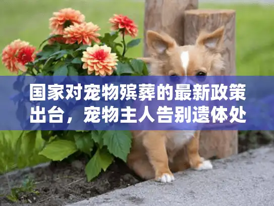 国家对宠物殡葬的最新政策出台，宠物主人告别遗体处理困境的完整指南