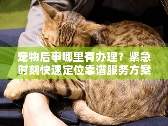宠物后事哪里有办理？紧急时刻快速定位靠谱服务方案