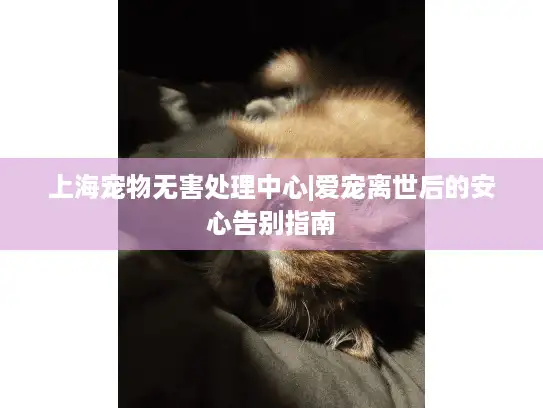 上海宠物无害处理中心|爱宠离世后的安心告别指南