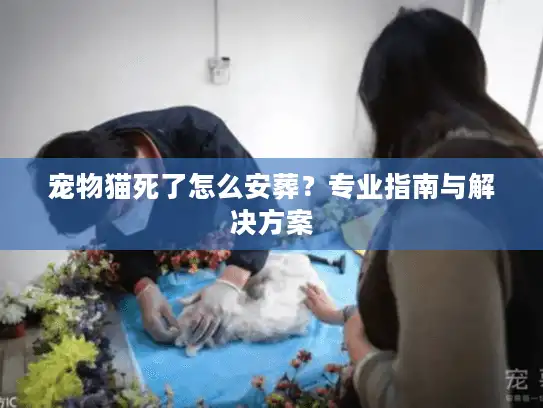 宠物猫死了怎么安葬？专业指南与解决方案