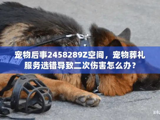 宠物后事2458289Z空间，宠物葬礼服务选错导致二次伤害怎么办？