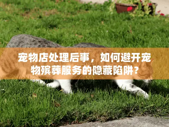 宠物店处理后事，如何避开宠物殡葬服务的隐藏陷阱？