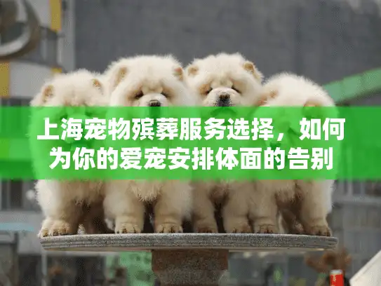 上海宠物殡葬服务选择，如何为你的爱宠安排体面的告别