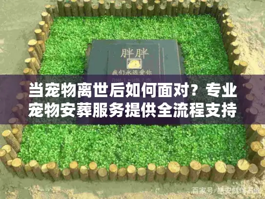 当宠物离世后如何面对？专业宠物安葬服务提供全流程支持