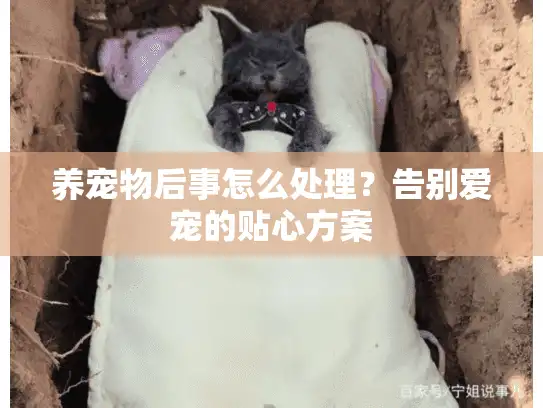 养宠物后事怎么处理？告别爱宠的贴心方案