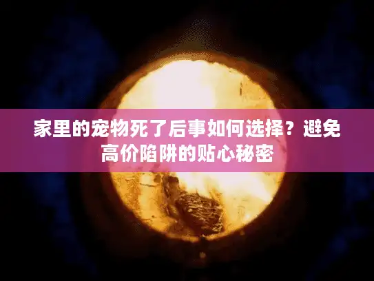 家里的宠物死了后事如何选择？避免高价陷阱的贴心秘密