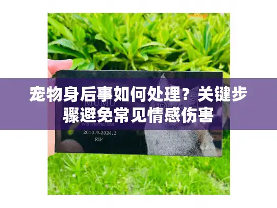 宠物身后事如何处理？关键步骤避免常见情感伤害