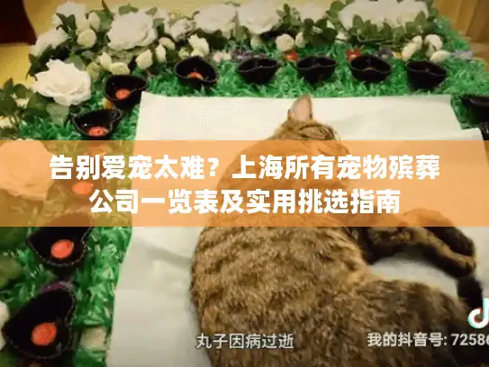 告别爱宠太难？上海所有宠物殡葬公司一览表及实用挑选指南