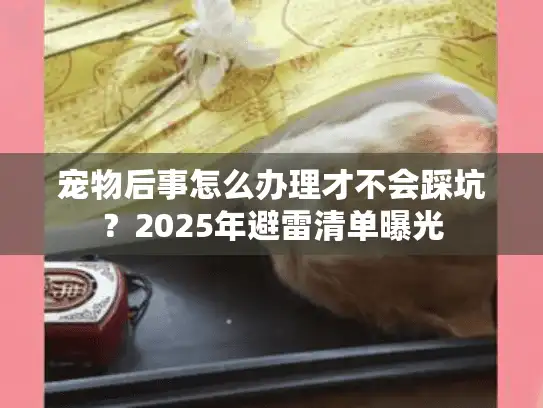 宠物后事怎么办理才不会踩坑？2025年避雷清单曝光
