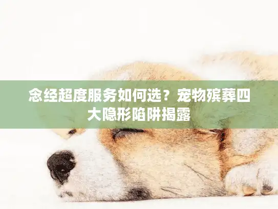 念经超度服务如何选？宠物殡葬四大隐形陷阱揭露