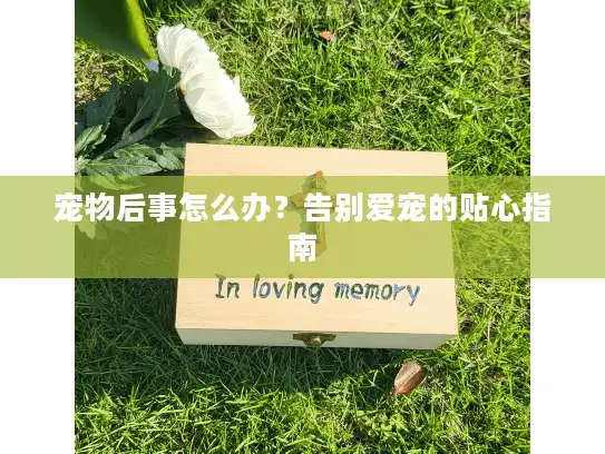 宠物后事怎么办？告别爱宠的贴心指南