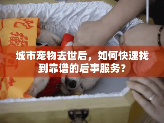 城市宠物去世后，如何快速找到靠谱的后事服务？