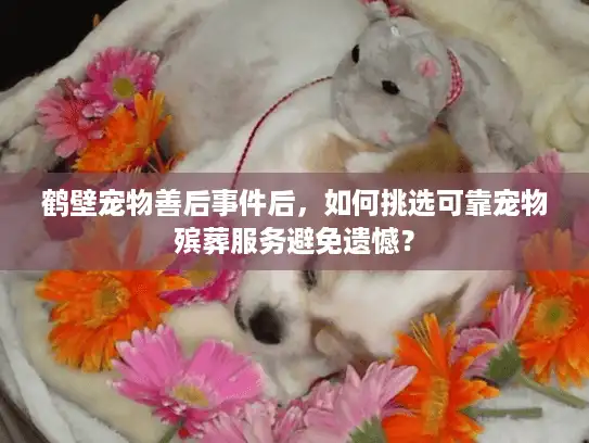 鹤壁宠物善后事件后，如何挑选可靠宠物殡葬服务避免遗憾？