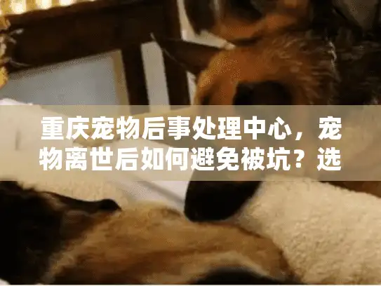 重庆宠物后事处理中心，宠物离世后如何避免被坑？选对服务的关键秘籍