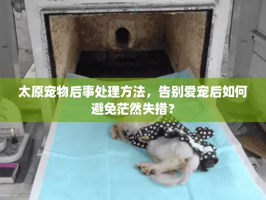 太原宠物后事处理方法，告别爱宠后如何避免茫然失措？