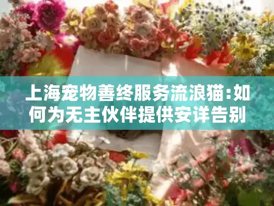 上海宠物善终服务流浪猫:如何为无主伙伴提供安详告别?
