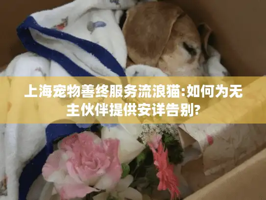 上海宠物善终服务流浪猫:如何为无主伙伴提供安详告别?