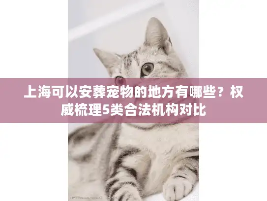 上海可以安葬宠物的地方有哪些？权威梳理5类合法机构对比