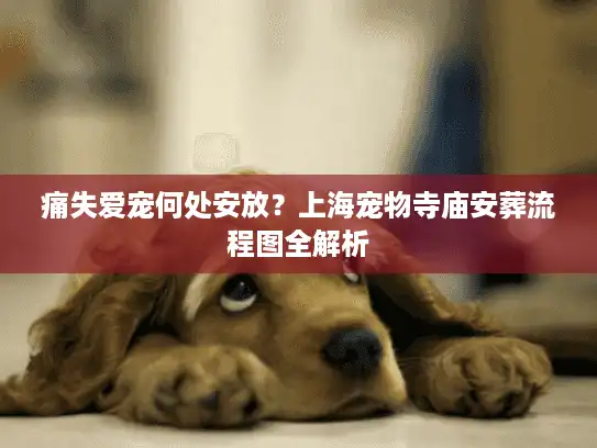 痛失爱宠何处安放？上海宠物寺庙安葬流程图全解析