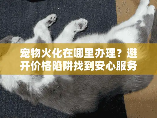 宠物火化在哪里办理？避开价格陷阱找到安心服务