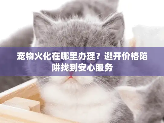 宠物火化在哪里办理？避开价格陷阱找到安心服务