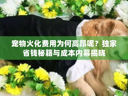 宠物火化费用为何高昂呢？独家省钱秘籍与成本内幕揭晓