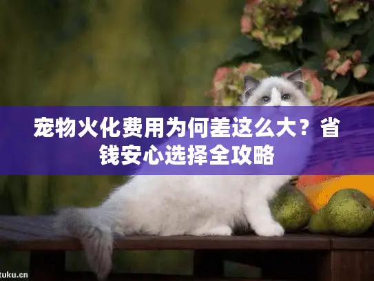 宠物火化费用为何差这么大？省钱安心选择全攻略