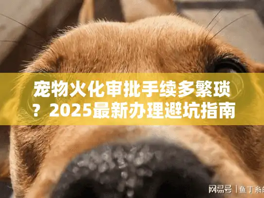 宠物火化审批手续多繁琐？2025最新办理避坑指南