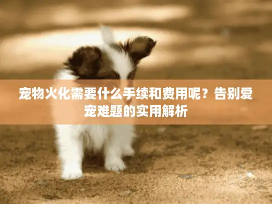 宠物火化需要什么手续和费用呢？告别爱宠难题的实用解析