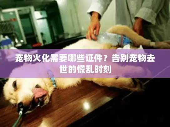 宠物火化需要哪些证件？告别宠物去世的慌乱时刻